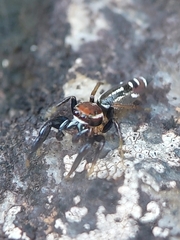 Cotinusa