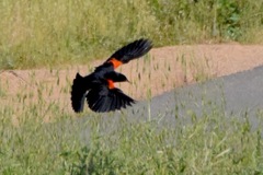 Agelaius phoeniceus californicus