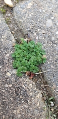 Alchemilla australis