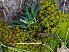Syntrichia ruraliformis