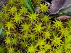 Syntrichia ruraliformis