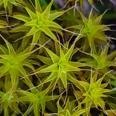 Syntrichia ruraliformis