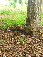 Sciurus stramineus