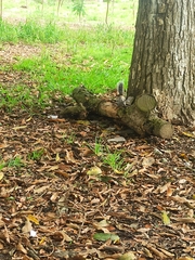 Sciurus stramineus