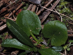 Centella erecta