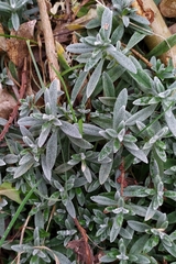 Cerastium tomentosum