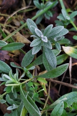 Cerastium tomentosum