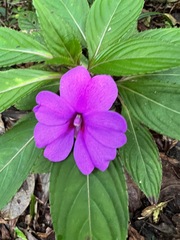 Impatiens hawkeri