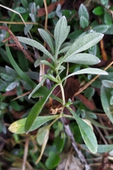 Cerastium tomentosum