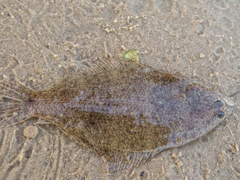 Citharichthys spilopterus