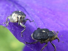 Mononychus punctumalbum
