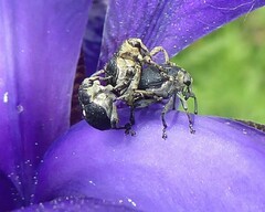 Mononychus punctumalbum