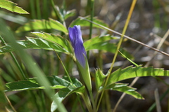 Gentianopsis macounii