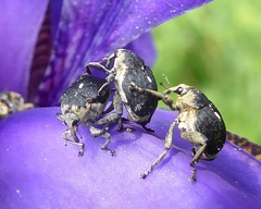 Mononychus punctumalbum