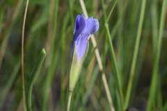 Gentianopsis macounii