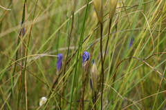 Gentianopsis macounii