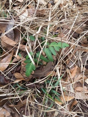 Sceptridium biternatum