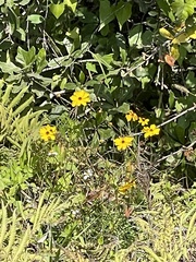 Coreopsis leavenworthii