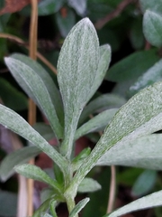 Cerastium tomentosum