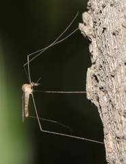 Limoniinae
