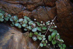 Crassula capensis promontorii