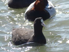 Fulica atra