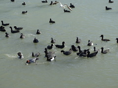 Fulica atra
