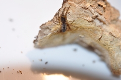 Segestria senoculata