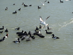 Fulica atra