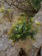 Hypericum amblyocalyx