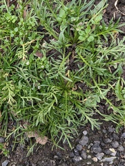 Lepidium coronopus