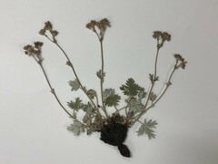 Potentilla hudsonii