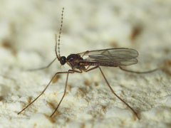 Cecidomyiidae