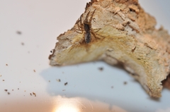 Segestria senoculata