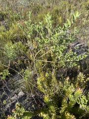 Podalyria calyptrata