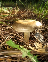 Lyophyllum aemiliae
