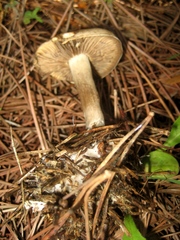 Lyophyllum aemiliae