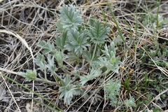 Potentilla hudsonii