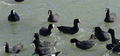 Fulica atra