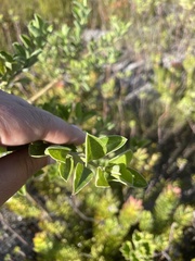 Podalyria calyptrata