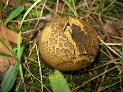 Scleroderma verrucosum