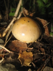 Cortinarius dryosalor