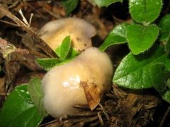Cortinarius dryosalor