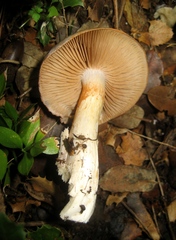 Cortinarius dryosalor