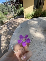 Geranium richardsonii