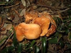 Lactarius atlanticus
