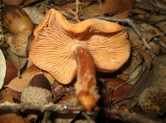 Lactarius atlanticus