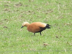 Tadorna ferruginea