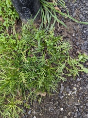 Lepidium coronopus