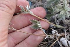 Potentilla hudsonii
